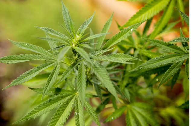 How Cannabis and Psilocybin Could Relieve Chronic Pain brwrwq6j